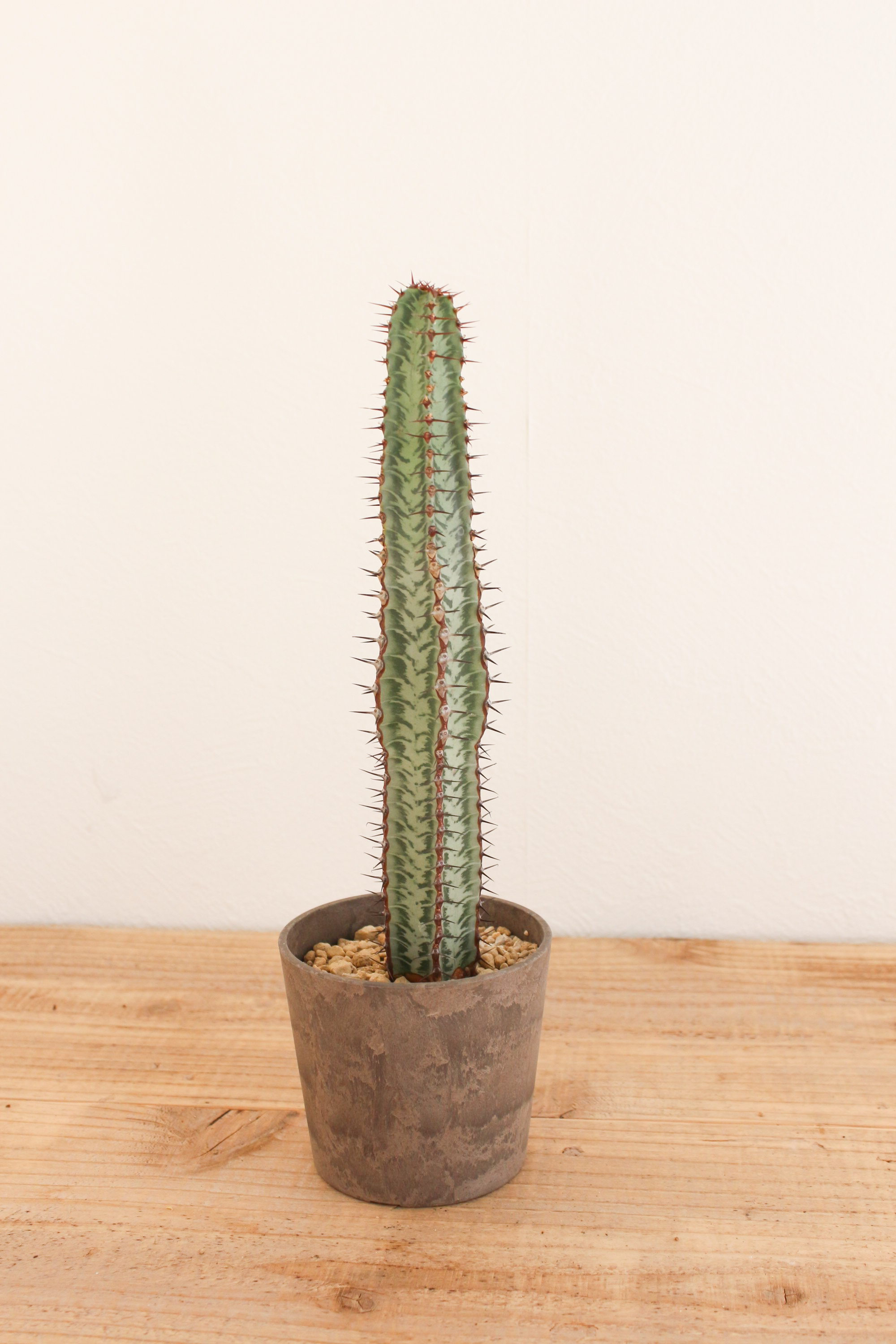 ユーフォルビア コンフィナリス ×QUTOTEN. ユーフォルビアコンフィナリス | MEGASHEEP